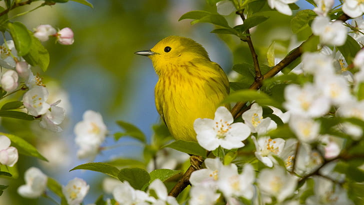 Bird Colorful Flowers background  Best Free Download pictures