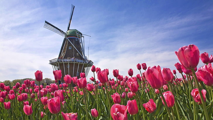 pink flowers and wind turbine illustration, tulips, field, mill, HD wallpaper