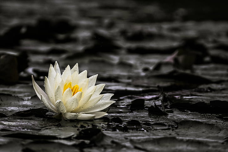 white petaled flower floating on water, water lily, water lily
