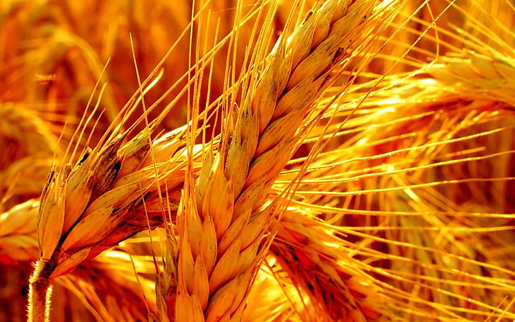 wheat, nature, crops, spikelets, agriculture, plant, close-up, HD wallpaper