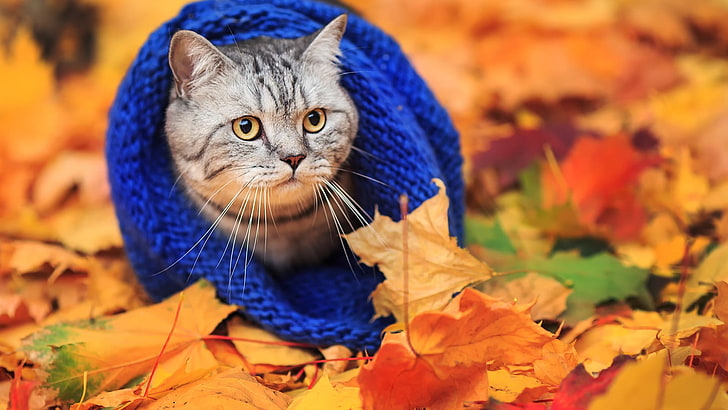 silver tabby cat, animals, woolly hat, leaves, fall, autumn, domestic Cat