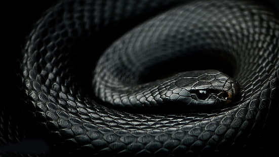 HD wallpaper  mamba, negra, reptil, serpiente