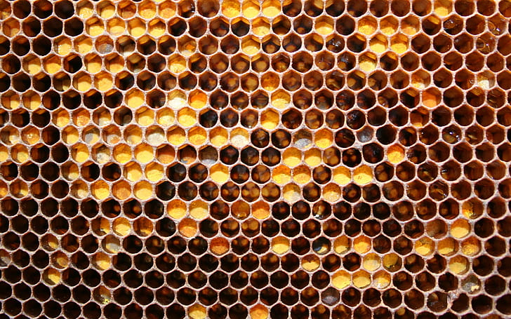 beehive patterns, hexagon, backgrounds, no people, full frame, HD wallpaper