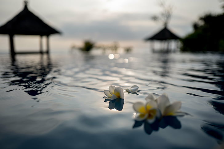 tilt shift photo of two white flowers floating on water, Paradise
