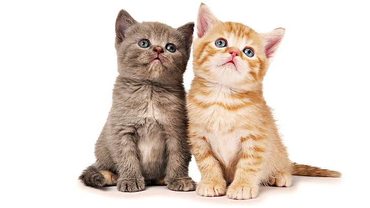 Brother Cats Posing, orange tabby kitten and brown tabby kitten