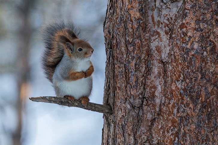 animal, branch, cute, snow, squirrel, winter
