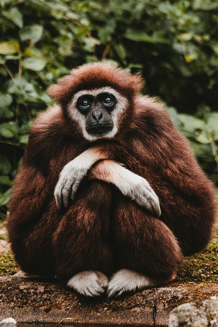 gibbon, pensive, sitting, cute, mammal, animal wildlife, primate, HD wallpaper