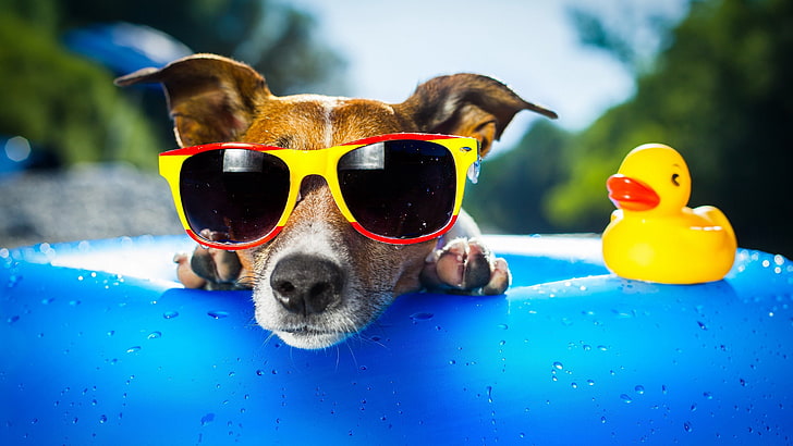 short-coated brown and white dog wearing sunglasses with yellow and red frame, HD wallpaper