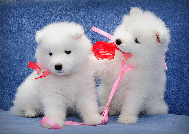 two white puppies, dogs, kids, a couple, Samoyed, animal themes