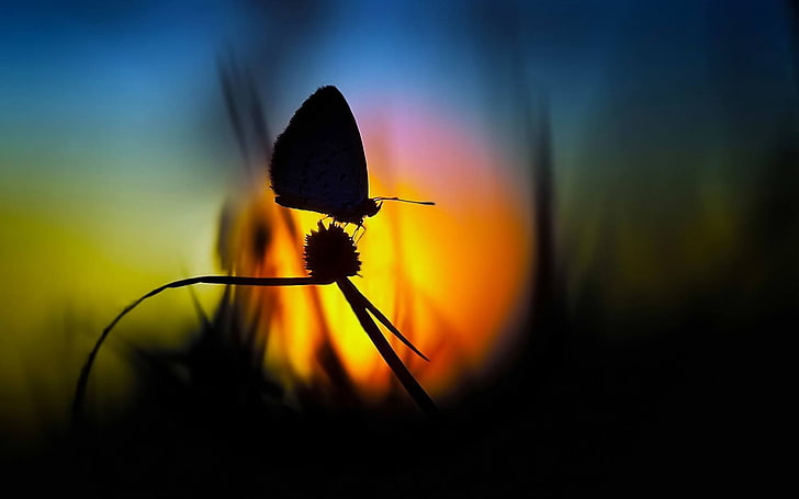 silhouette butterfly, nature, macro, flowers, insect, butterfly - Insect, HD wallpaper