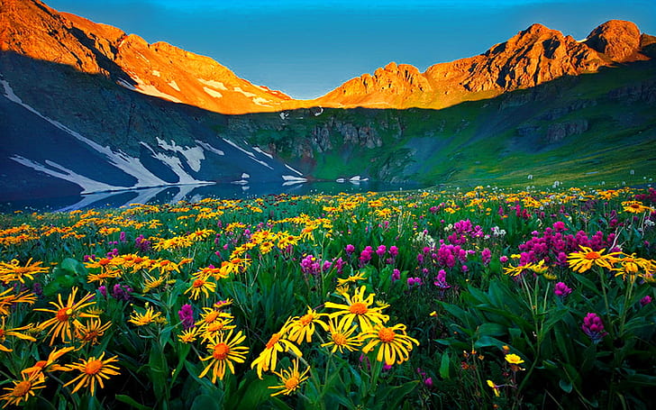 Wildflowers Colorado Alpine Flowers Rocky Mountains Nature Wallpapers HD 2560×1600, HD wallpaper