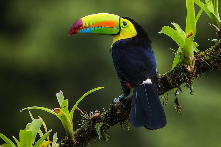 bird, branch, jungle, Iridescent Toucan, Costa Rica, vertebrate