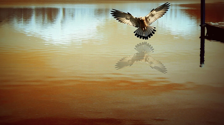 brown and black eagle painting, photography, birds, photo manipulation