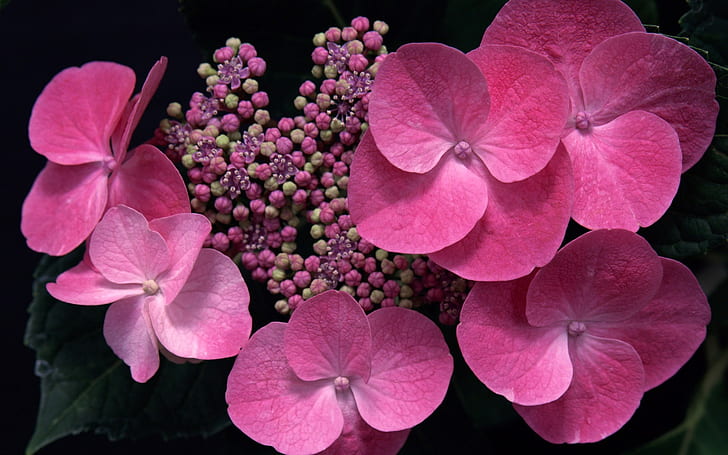 Pink flowers, HD wallpaper