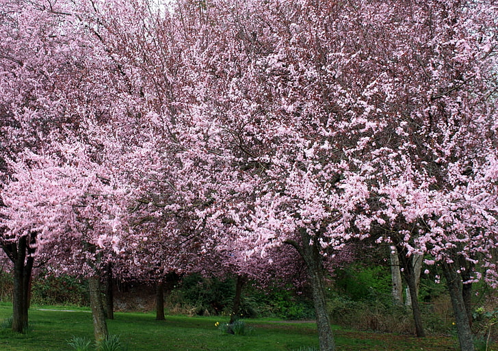 cherry blossom hd  1080p high quality, plant, tree, flower