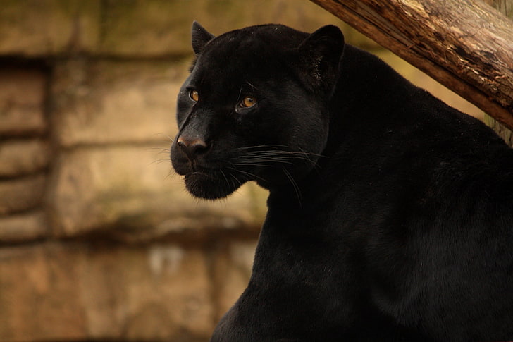 Hd Wallpaper Black Panther Face Predator Wild Cat Black