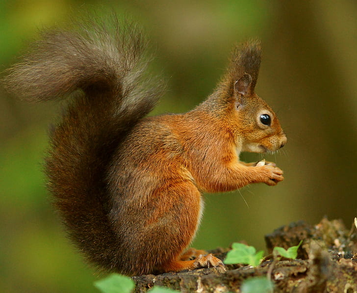 brown squirrel standing in a brown wood, squirrel, Happy, Red  Squirrel