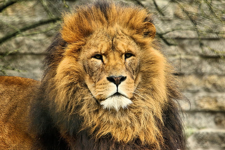 Lion mane, brown lion, eyes, carnivore, cat, HD wallpaper