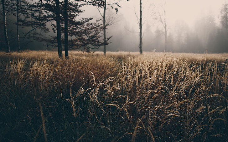 brown grass, forest, mist, nature, trees, wood, green, landscape