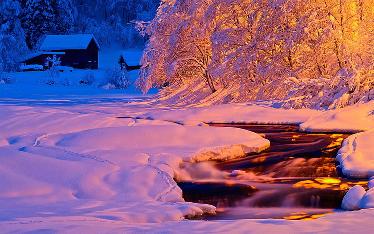 beautiful nature image in hd 1920x1200, tree, winter, cold temperature, HD wallpaper