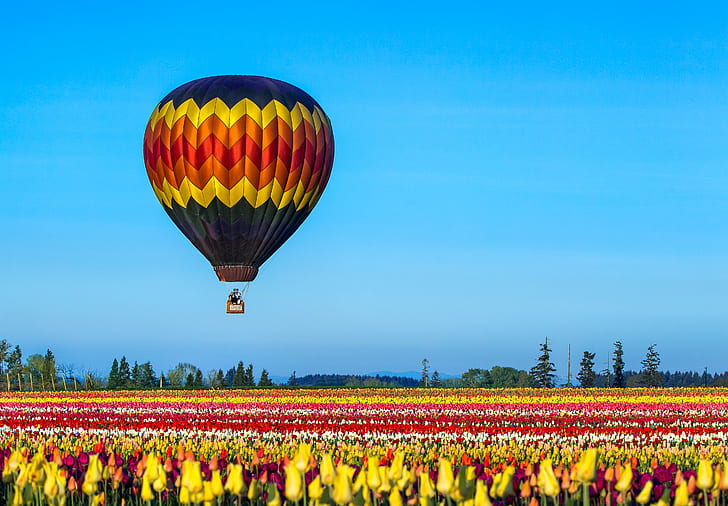 hot air balloon flying under blue skies and above Tulip field, HD wallpaper