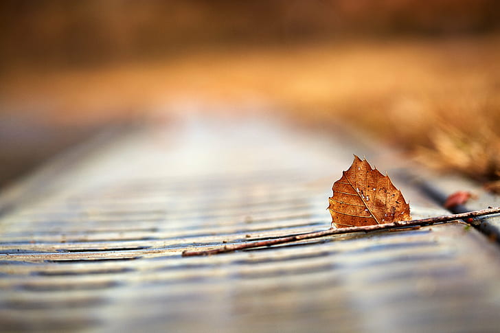 tilt shift lens photography of brown branch with leave, Canon, HD wallpaper