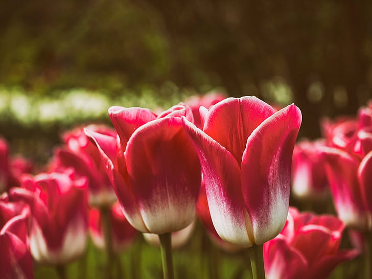 tulip flowers best hd  for pc  download, HD wallpaper