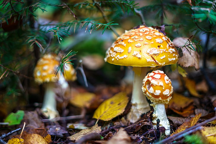 brown mushrooms, fungus, nature, forest, autumn, poisonous, toadstool, HD wallpaper
