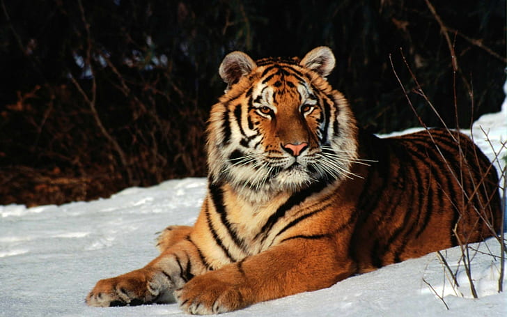 Tiger snow forest animals 1080P, 2K, 4K, 5K HD wallpapers free download |  Wallpaper Flare