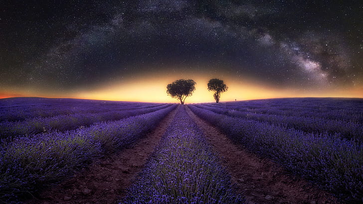 HD wallpaper: Flowers, Lavender, Field, Milky Way, Night, Purple Flower, Starry Sky | Wallpaper Flare