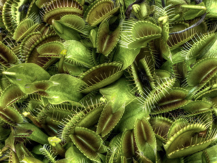 green Venus Fly Traps closeup photography, Welcome to hell, plants