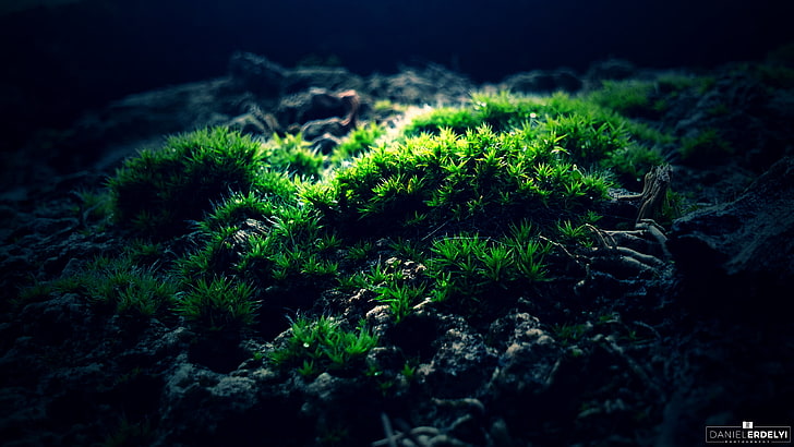 green grass, green plant, moss, macro, photography, nature, forest, HD wallpaper