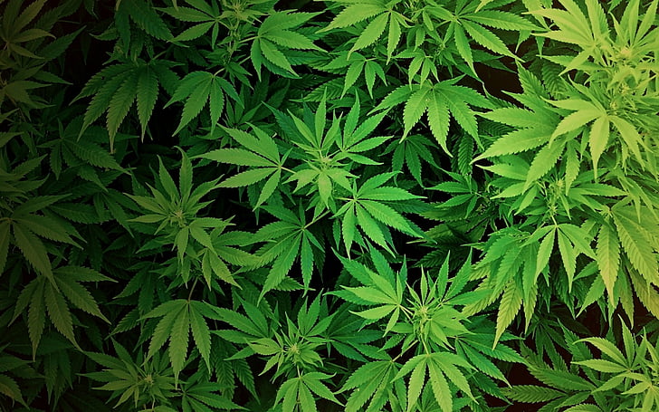 Marijuana Wallpaper Vector Images (over 1,500)