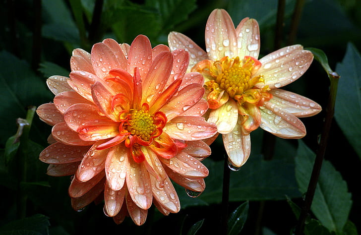 two orange and red flowers with drew drops, Sunrise, Dahlias, HD wallpaper