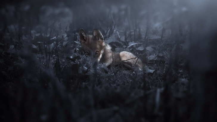 short-coated brown puppy, dark, nature, wolf, animals, animal themes, HD wallpaper