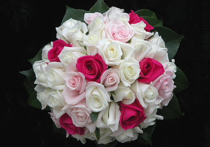 roses, flowers, white, pink, leaf, design, beautifully