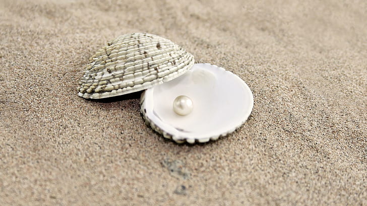 I Found A Pearl, white pearl, beach, sand, nature, summer, seashell, HD wallpaper