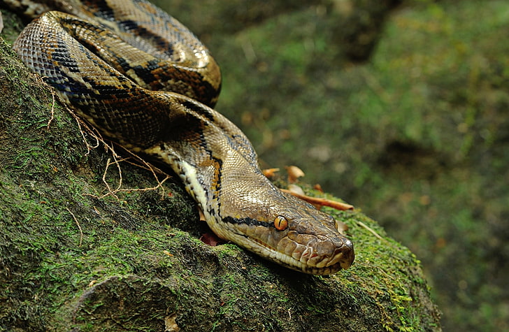 Asiatic Reticulated Python, Animals, Reptiles and Frogs, Jungle, HD wallpaper