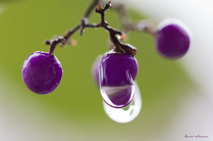 dew drops on round purple fruits, Macro, Makro, Canon, closeup, HD wallpaper