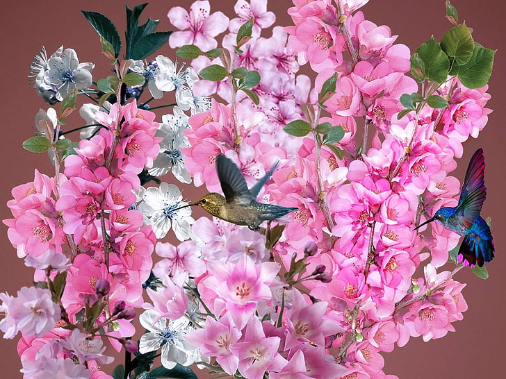 beija flores, bird, bouquet, colibri, nature, primavera, flower, HD wallpaper