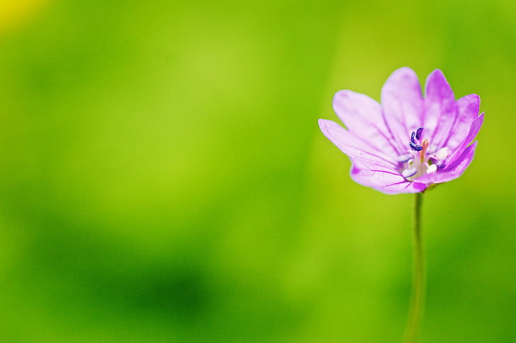 closeup photo of purple-and-white petaled flower, Stand Alone, HD wallpaper