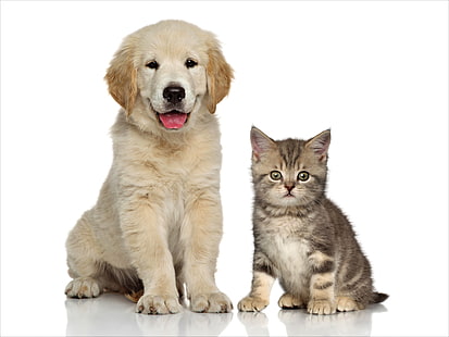 HD wallpaper: cat amp dog 4k wallpaper download, pets, domestic, mammal,  animal themes | Wallpaper Flare