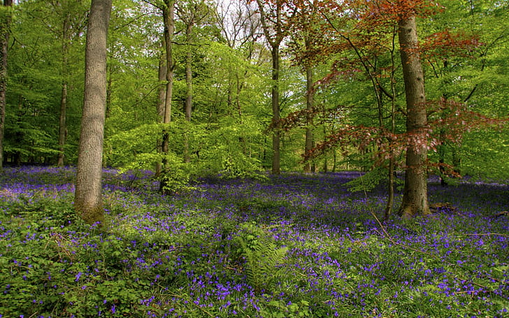 Bluebells In A Beautiful Forest, weeds, purple, flowers, nature and landscapes