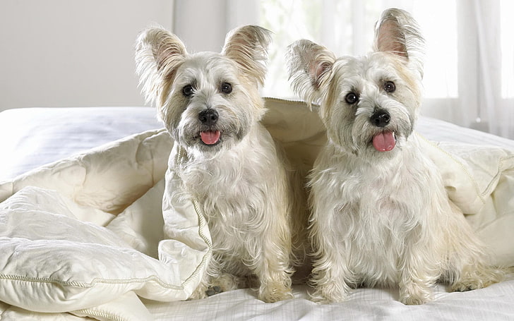 two white puppies, west highland terrier, couple, dog, pets, animal