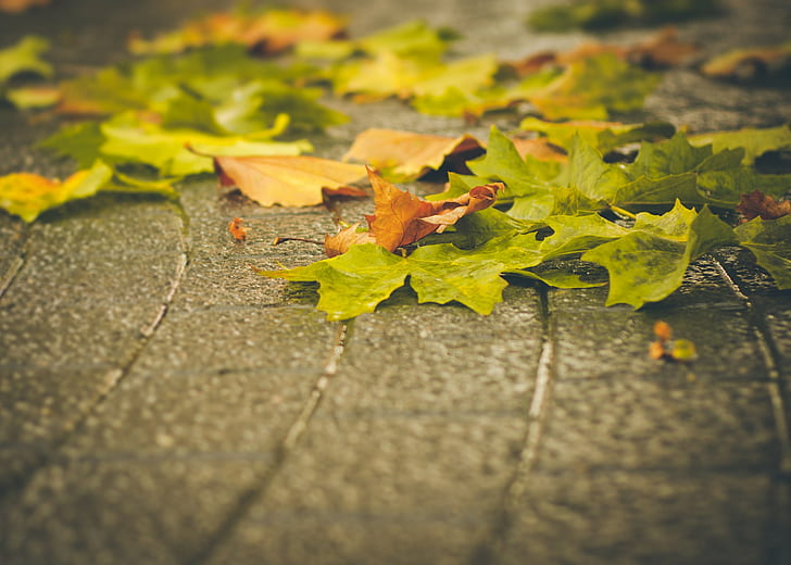 macro, fallen leaves, urban, HD wallpaper