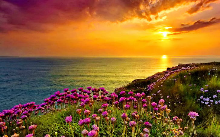 Golden Shine Orange Sky Sunset Sea Ocean Coast With Purple Flowers Green Grass Wallpaper Hd 1920×1200