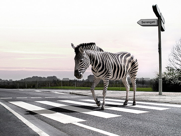 zebra animal, animals, humor, digital art, zebras, road, path, HD wallpaper
