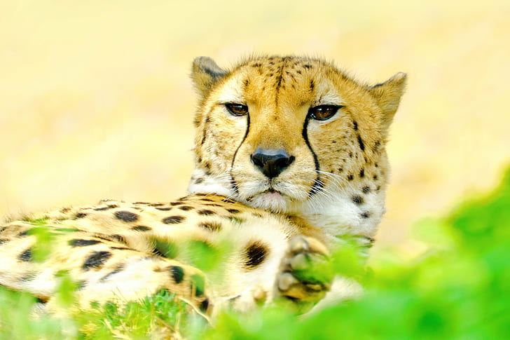 focus photo of brown and gray Cheetah, yokohama, yokohama, Male