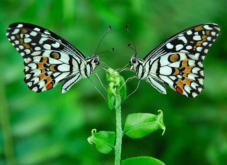 two white-and-black butterflies on leaf, HARMONY, Nikon  D80, HD wallpaper