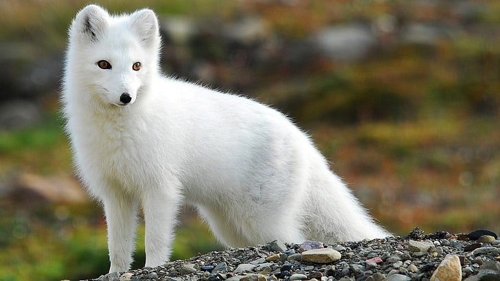 short-coated white dog, nature, animals, fox, arctic fox, animal themes, HD wallpaper